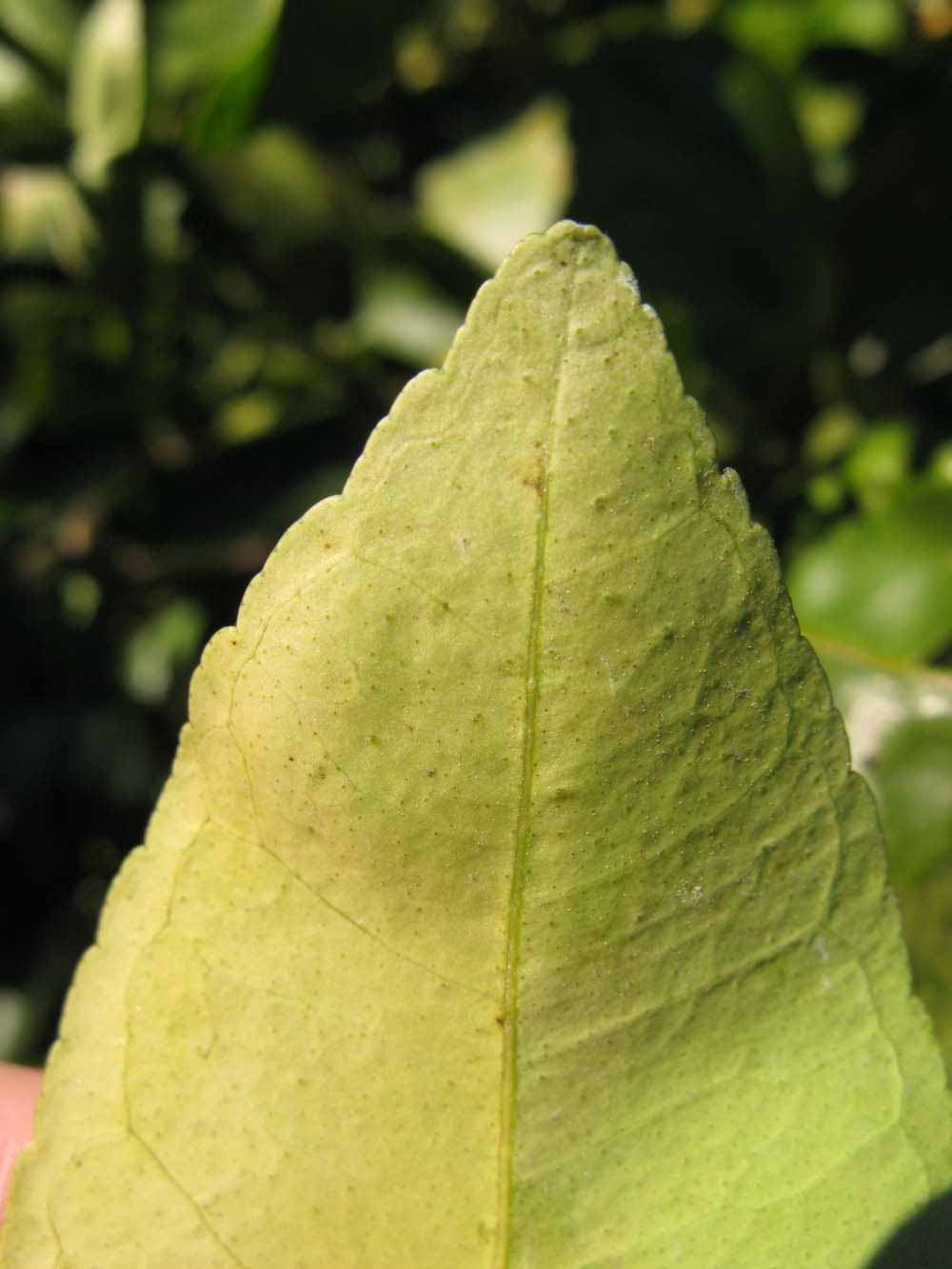              Margin (Winter Haven, FL)       